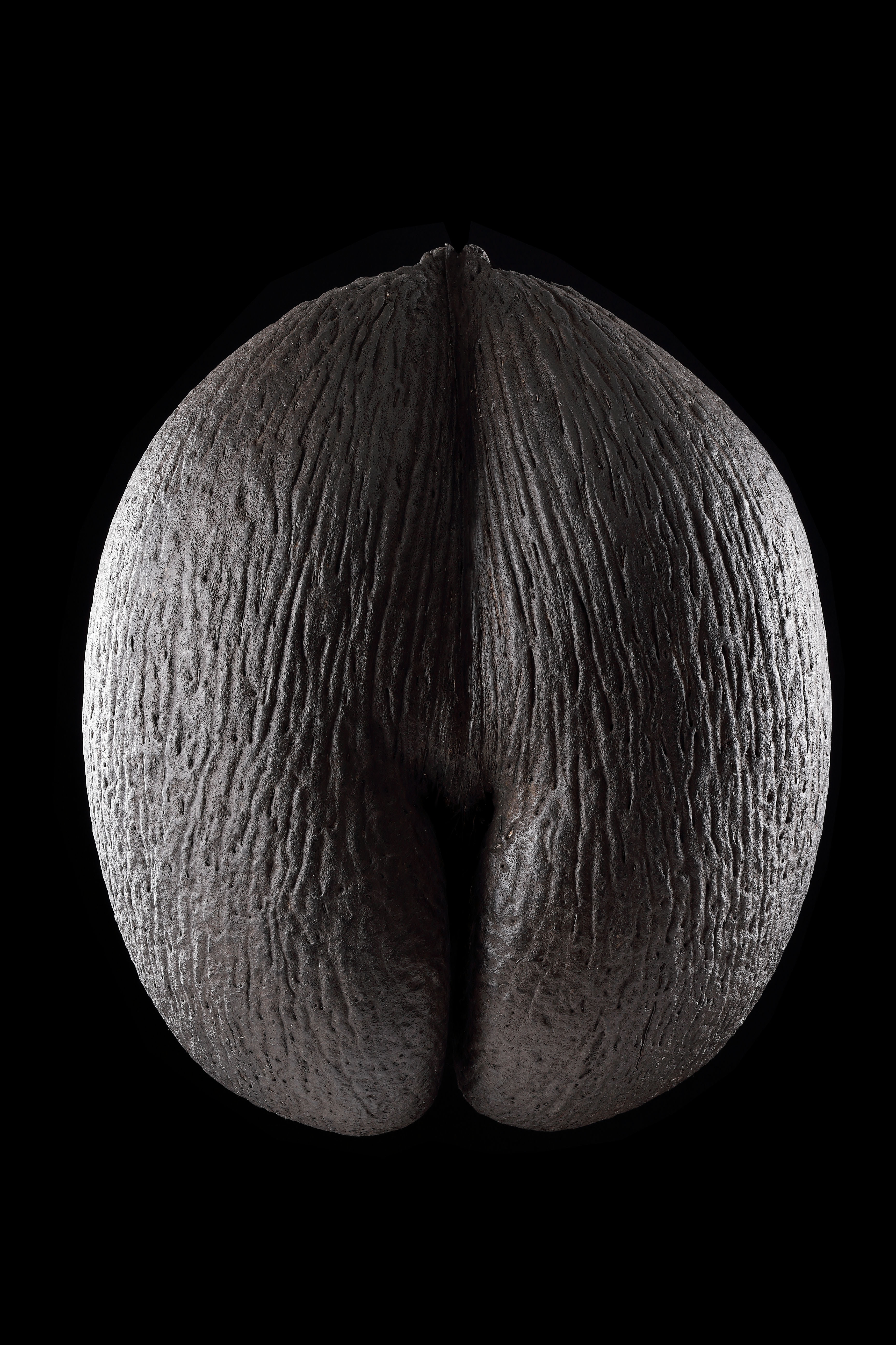 A Fine Specimen of a Seychelles ‘Coco de Mer’